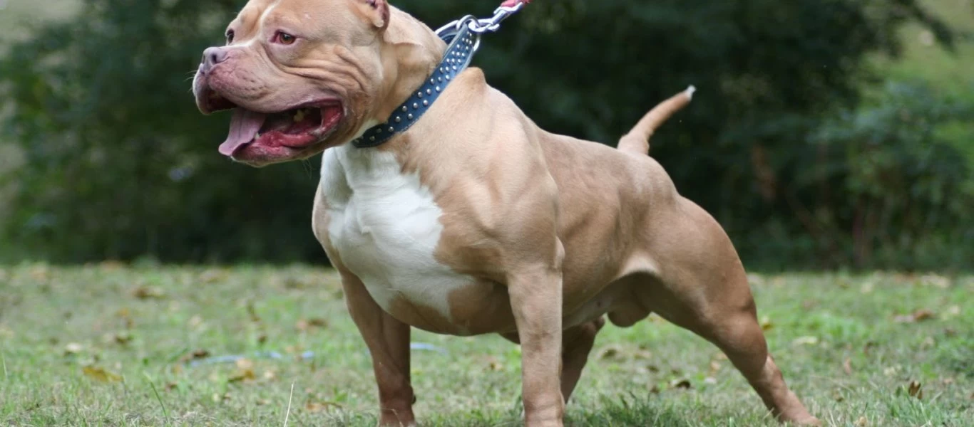 Γαλάτσι: Ελεύθερος με έναν μόνο περιοριστικό όρο ο αστυνομικός που σκότωσε σκύλο